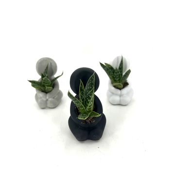 Succulens + ölelő szobor