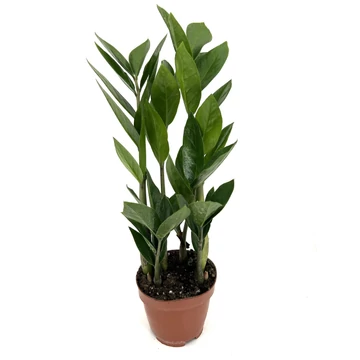 Zamioculcas – Agglegénypálma