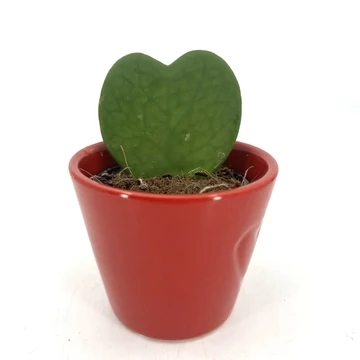 Hoya kerri piros kerámiában