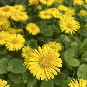 Doronicum orientale 13/50 - zergeboglár