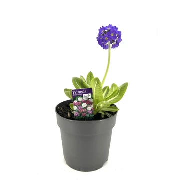 Primula denticulata - gömbös kankalin több színben