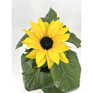 Helianthus - cserepes napraforgó 