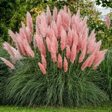 Cortaderia selloana Alba pampafű