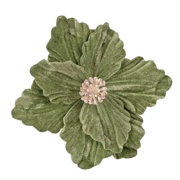 Bársony mikulásvirág 14 cm – Zöld