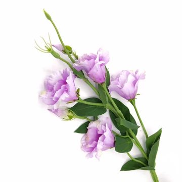 Lizianthus x5 levendula 82 cm SUN345