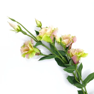 Lizianthus x5 zöld+rózsaszín SUN345