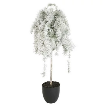 Cédrus cserépben deres műanyag 70 cm