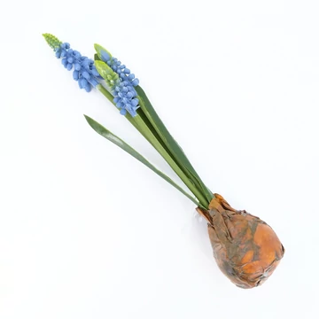 Gyöngyike hagymás 23 cm, kék
