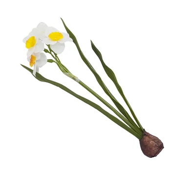 Nárcisz hagymás 26 cm
