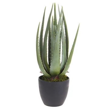 Aloe vera cserépben 45 cm