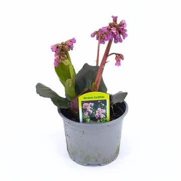 Bergenia 'Rotblum' - Szívlevelű bőrlevél - 12/20