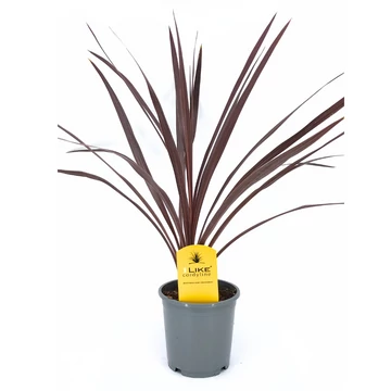 Cordyline australis 'Red Star' - Bordó levelű Déli bunkóliliom - 13/55