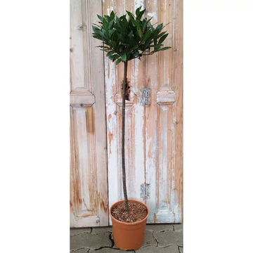 Laurus nobilis - Babér - 20/120