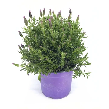 Lavandula Stoechas - Levendula - 17/35