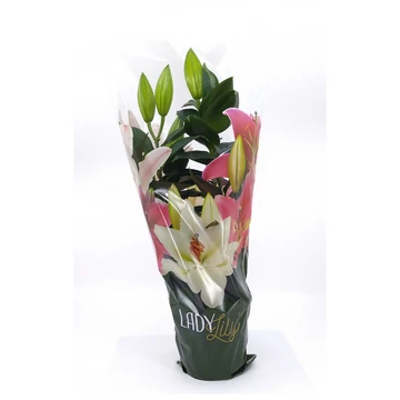 Lilium (Oriental) 'Sunny Martinique' - Orientál liliom - 13/43