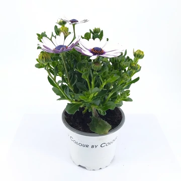 Osteospermum OSTEO OV - Napvirág - 10/22