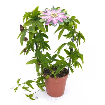 Passiflora Caerulea - Golgotavirág - 12/40 rózsaszín