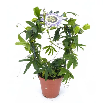 Passiflora Caerulea - Golgotavirág - 12/40 kék