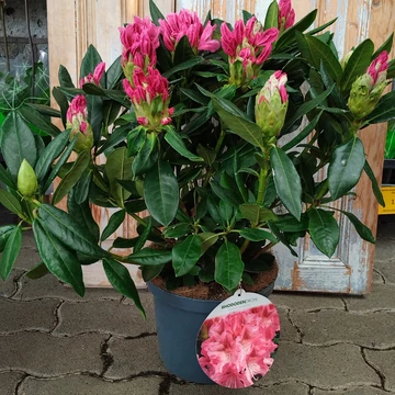 Rhododendron Cauc. Cosmopolitan - Havasszépe - 23/55