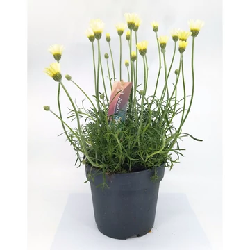 Rhodanthemum Zagora Yellow - Francia margaréta - 17/45