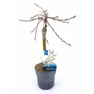 Salix repens 'Iona' - Kúszófűz - 13/50