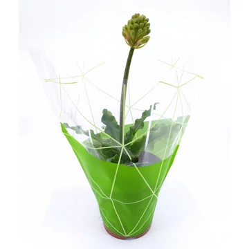 Veltheimia Bracteata - Hengeres liliom - 13/35