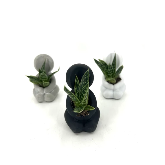 Succulens + ölelő szobor