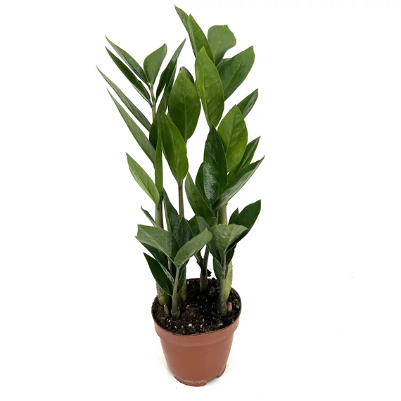 Zamioculcas – Agglegénypálma