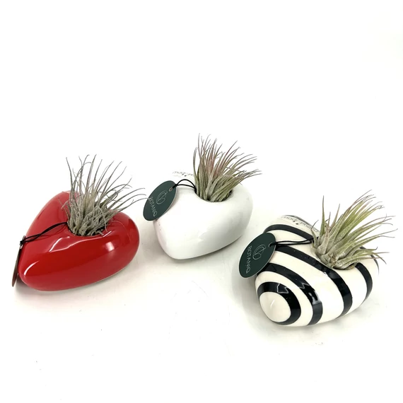 Tillandsia szív alakú mágneses kaspóban