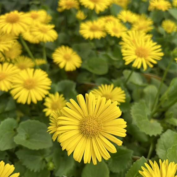 Doronicum orientale 13/50 - zergeboglár