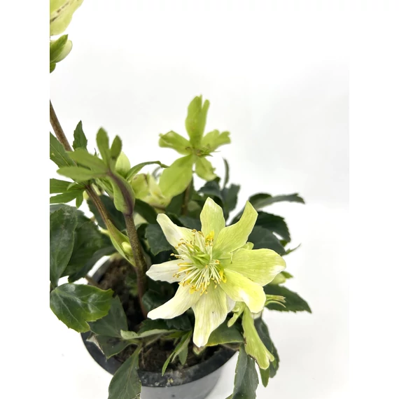 Helleborus - hunyor 
