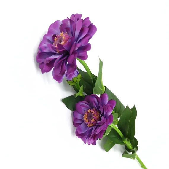 Zinnia x2 60 cm, lila
