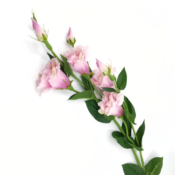 Lizianthus 3 ágas 80 cm, rózsaszín