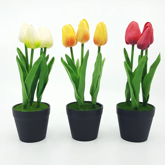 Tulipán gumi cserépben