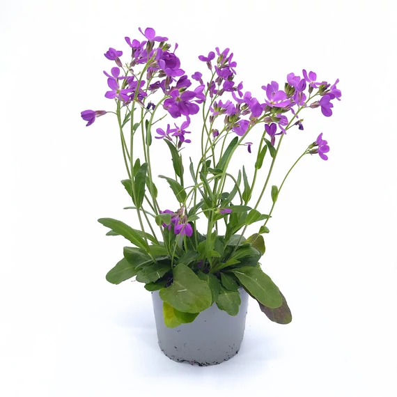Arabis Blepharophylla - Ikravirág - 12/28