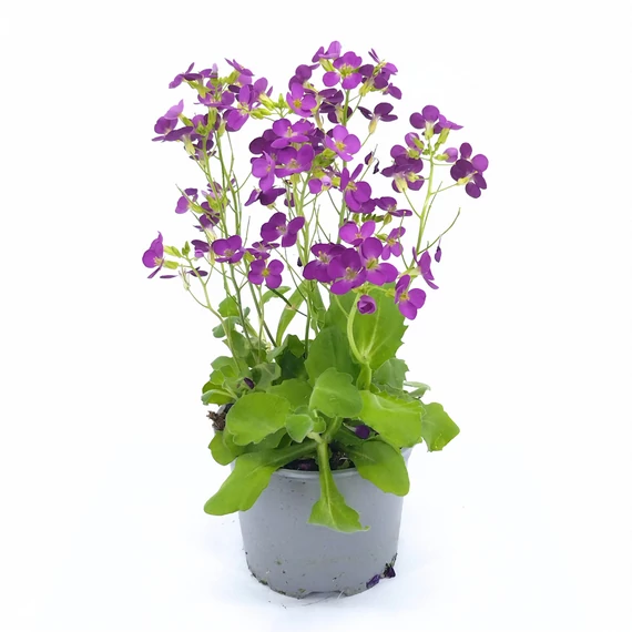 Arabis Caucasica - Ikravirág - 12/30 lila