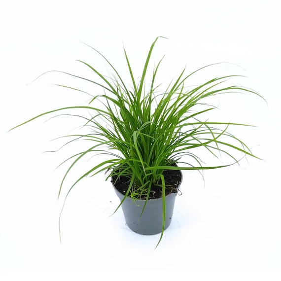 Carex Brunnea - Sás - 6/17
