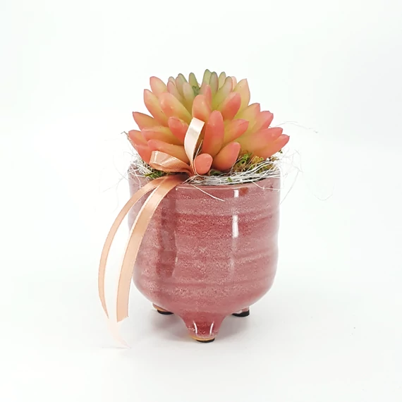 Rózsaszín pozsgás asztaldísz 14 cm