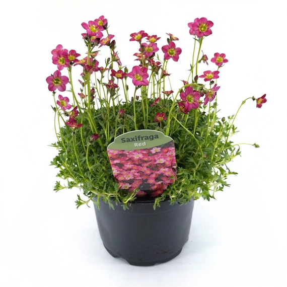 Saxifraga Arendsii Red - Kőtörőfű - 13/24