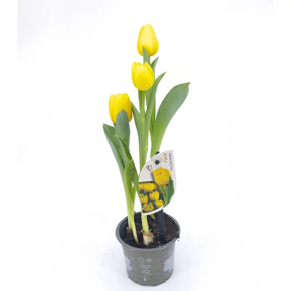Tulip Yellow Baby - Tulipán - 9/12-34