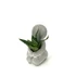Kép 2/4 - Succulens + ölelő szobor