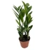 Kép 1/2 - Zamioculcas – Agglegénypálma