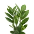 Kép 2/2 - Zamioculcas – Agglegénypálma