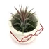 Kép 3/3 - Tillandsia + szív alakú szemüveges kaspó