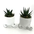 Kép 1/2 - Succulens + lábas kaspó