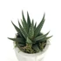 Kép 2/2 - Succulens + lábas kaspó