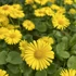 Kép 1/3 - Doronicum orientale 13/50 - zergeboglár