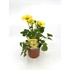 Kép 2/3 - Doronicum orientale 13/50 - zergeboglár