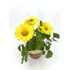 Kép 3/3 - Doronicum orientale 13/50 - zergeboglár