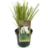 Kép 2/5 - Cortaderia selloana Alba pampafű